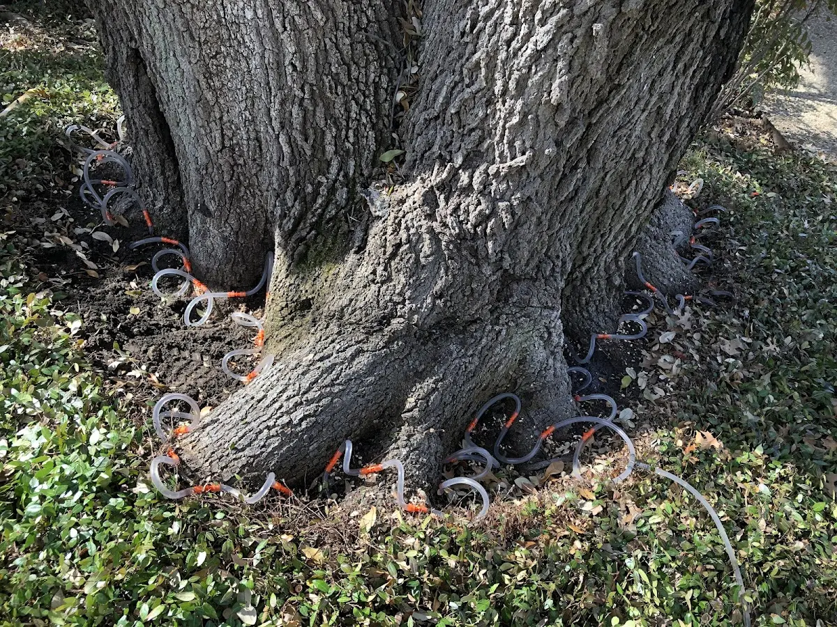 Detailed Tree Cabling and Bracing job site in Sharon Hill