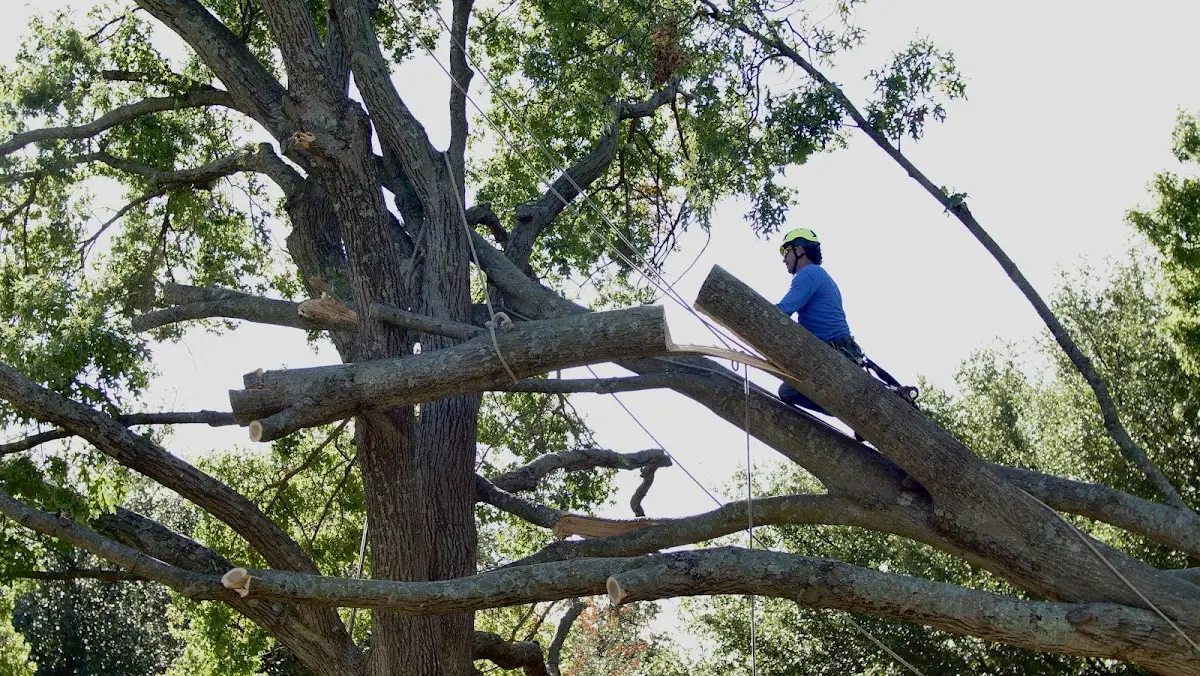 Professional Hazardous Tree Removal performed by certified arborists in Sharon Hill