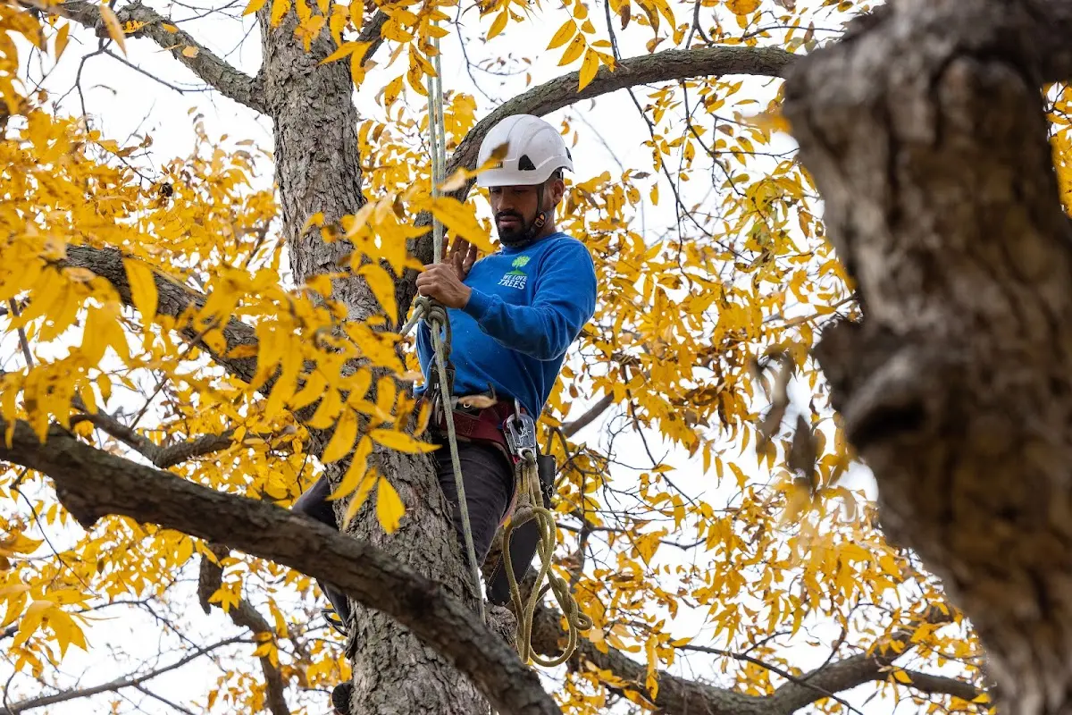 Skilled Tree Pruning crew working in Sharon Hill