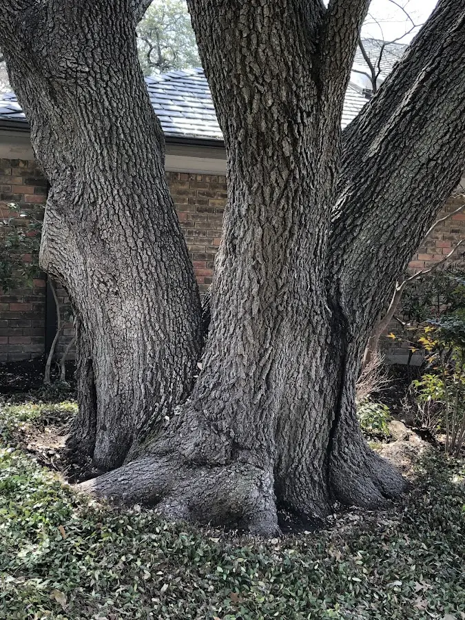 Mature heritage tree close to a Sharon Hill property cared for by certified arborists